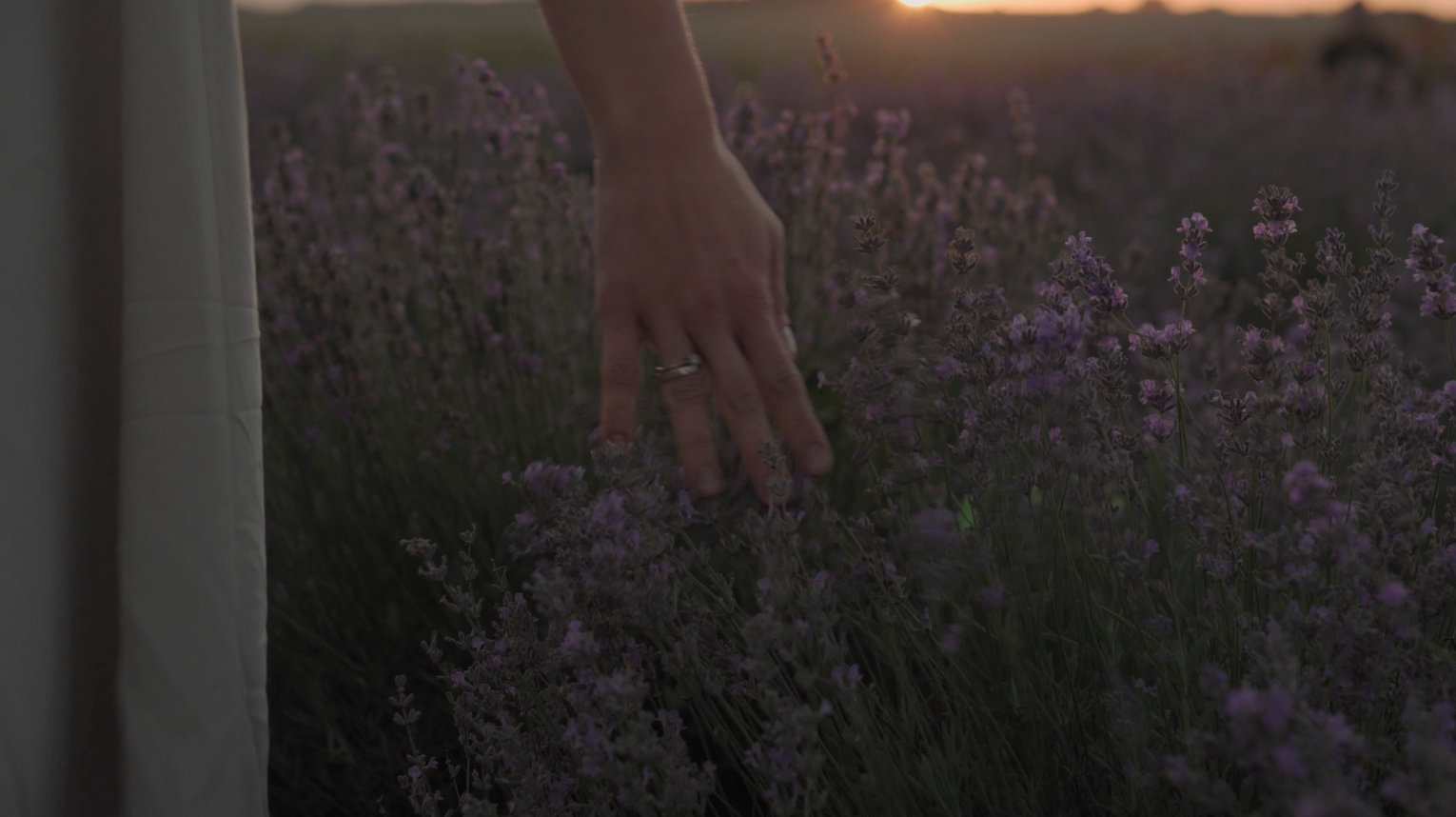 Eine Hand streicht über ein Lavendelfeld